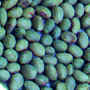 soybean